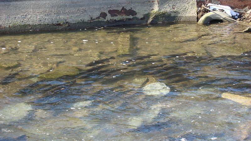 Trout Run 3.JPG
